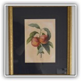 P31. Framed Fragania botanical. Frame: 15" x 18" - $48