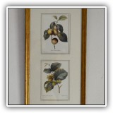 P33. Framed peach botanical. Frame: 8"x15" - $34